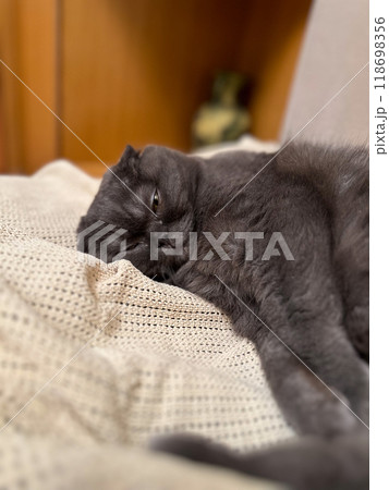 Lazy fat Grey cat Scottish fold on sofa at home, relaxed pet 118698356