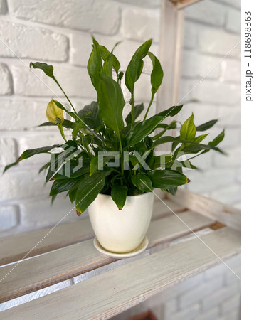Lush green plant sits in white pot, positioned on wooden shelf against of white brick wall. Indoor gardening, horticulture and botany concept Lush green plant sits in white pot, positioned on wooden shelf against of white brick wall. Indoor gardening, horticulture and botany concept 118698363