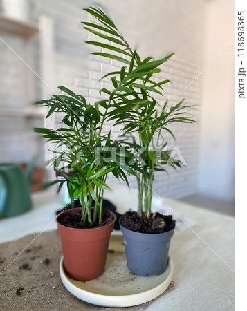 Two vibrant green potted plants are placed side by side on a light-colored table, with a white brick wall in the background. Fresh and inviting atmosphere, nature indoors and home gardening concept Two vibrant green potted plants are placed side by side on a light-colored table, with a white brick wall in the background. Fresh and inviting atmosphere, nature indoors and home gardening concept 118698365