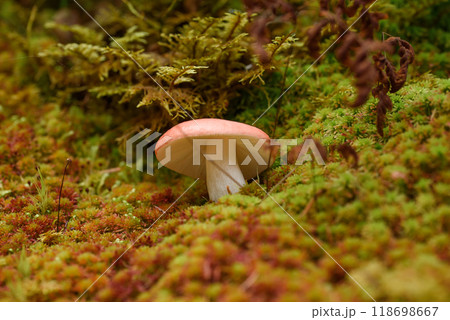 Mycena rosella mushroom growing on green moss at autumn forest. Also known as pink bonnet. 118698667