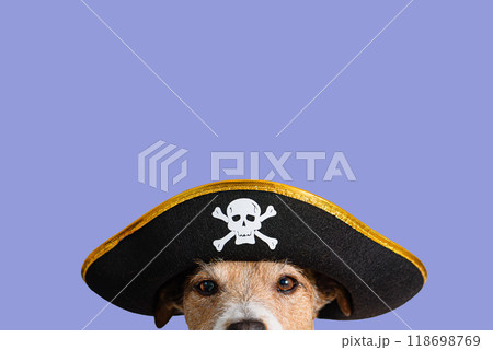 Funny spooky dog in Halloween costume of a pirate against solid color background Funny spooky dog in Halloween costume of a pirate against solid color background 118698769