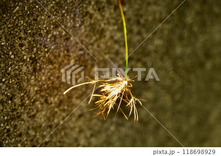 線香花火のイメージ 線香花火のイメージ 118698929