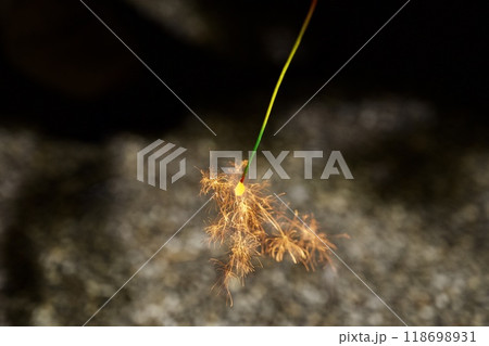 線香花火のイメージ 線香花火のイメージ 118698931