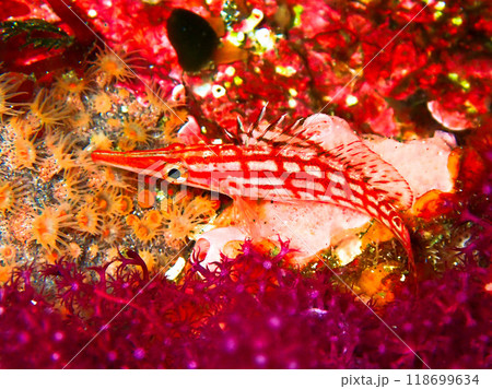 クダゴンベ 伊豆大島 クダゴンベ 伊豆大島 118699634