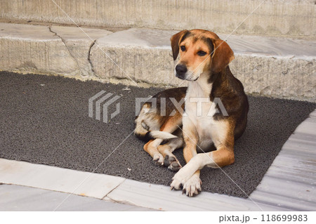 飼い主を見つめる犬 トルコ 飼い主を見つめる犬 トルコ 118699983