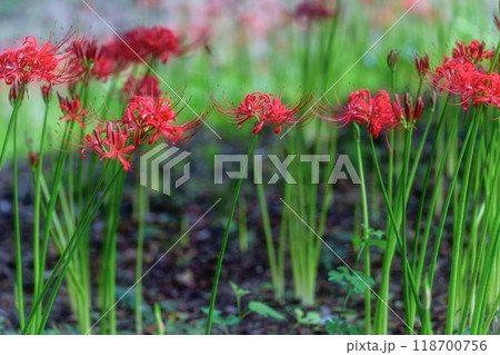 カラスアゲハ舞う満開の曼殊沙華 118700756