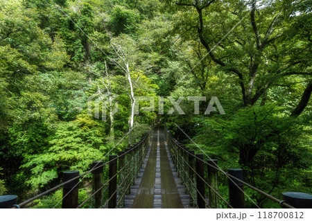 紅葉が始まった渓谷の吊り橋 紅葉が始まった渓谷の吊り橋 118700812