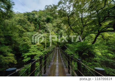 紅葉が始まった渓谷の吊り橋 紅葉が始まった渓谷の吊り橋 118700814