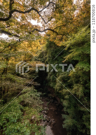 紅葉が始まった渓谷の吊り橋 紅葉が始まった渓谷の吊り橋 118700816