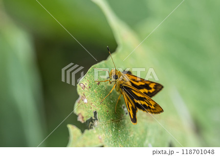 キマダラセセリ キマダラセセリ 118701048