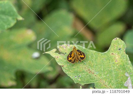 キマダラセセリ キマダラセセリ 118701049