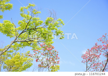 爽やか ハナミズキの花 爽やか ハナミズキの花 118701244