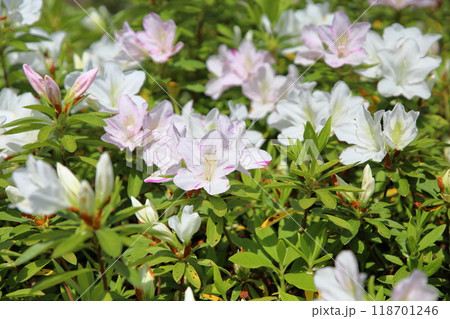 爽やか　ヒラドツツジの花 118701246