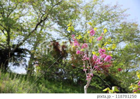 ハナズオウの花 118701250
