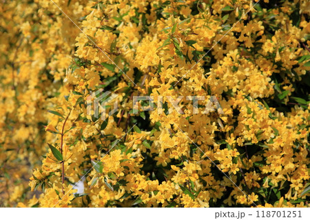 カロライナジャスミンの花 カロライナジャスミンの花 118701251