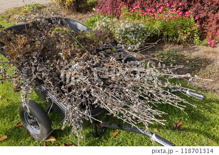 Wheelbarrow Filled with Autumn Garden Debris and Colorful Flower Bushes in Background. Wheelbarrow Filled with Autumn Garden Debris and Colorful Flower Bushes in Background. 118701314