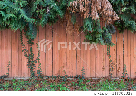 Wooden Fence with Green and Brown Foliage, Overgrown Vines, and Grass. Wooden Fence with Green and Brown Foliage, Overgrown Vines, and Grass. 118701325