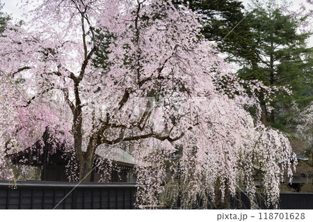 角館武家屋敷通りの満開の枝垂れ桜 角館武家屋敷通りの満開の枝垂れ桜 118701628