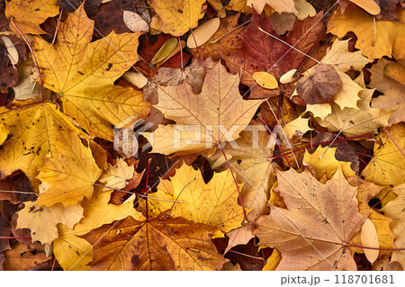 Fallen autumn leaves Fallen autumn leaves 118701681
