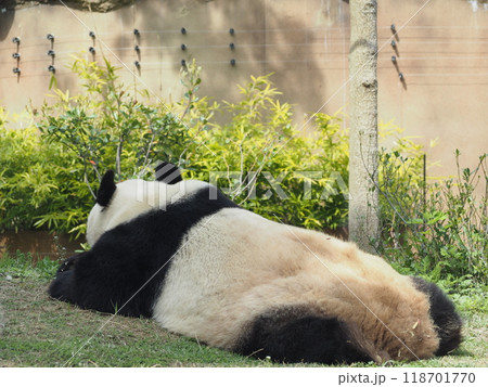 動物園のパンダ 118701770