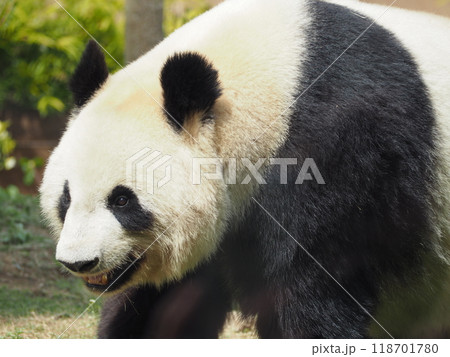 動物園のパンダ 動物園のパンダ 118701780
