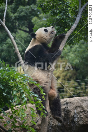 動物園のパンダ 118701821