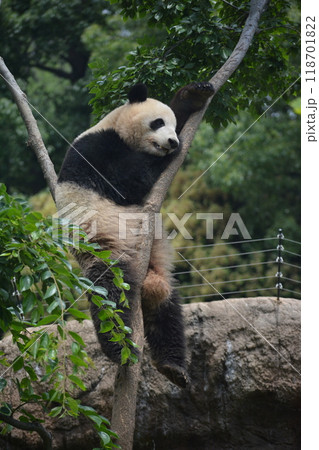 動物園のパンダ 118701822
