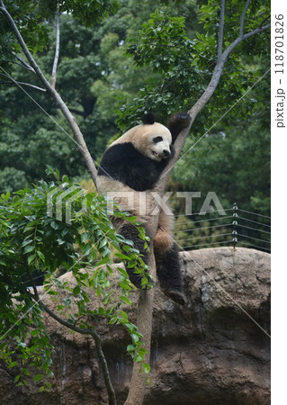 動物園のパンダ 動物園のパンダ 118701826