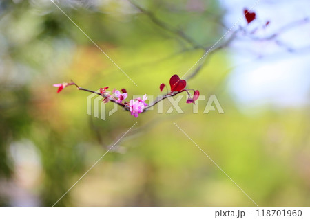 可愛い アメリカハナズオウの花 可愛い アメリカハナズオウの花 118701960