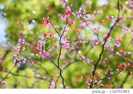 可愛い　アメリカハナズオウの花 118701961