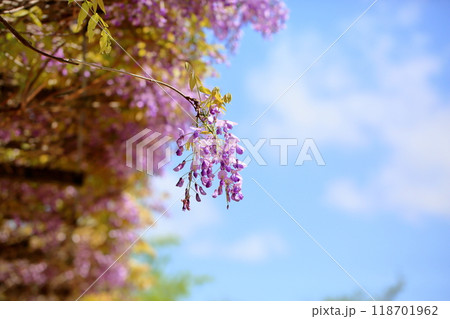 爽やか フジの花 爽やか フジの花 118701962