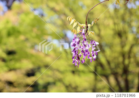 爽やか　フジの花 118701966