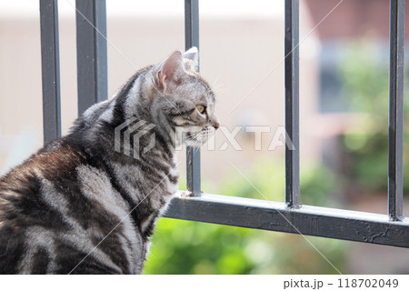 ベランダから外を眺める猫 ベランダから外を眺める猫 118702049