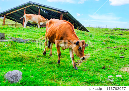 放牧されている牛1 放牧されている牛1 118702077