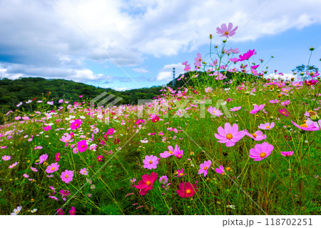 風に揺れるカラフルなコスモス 118702251