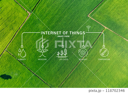 Green rice field enhanced by Internet of Things, where advanced sensors measure sunlight, temperature, humidity, and moisture to support precision agriculture and sustainable farming practices. 118702346