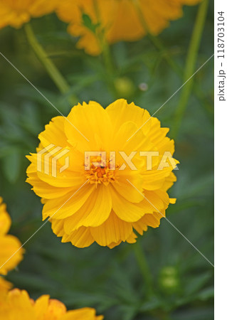 コスモスの花 118703104