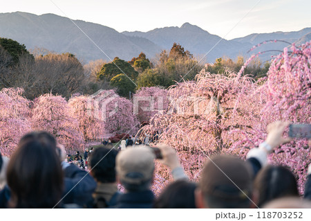 満開の梅の花 満開の梅の花 118703252