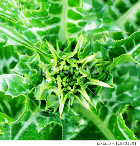 Green Milk thistle flower in the initial stage of flowering. Green Milk thistle flower in the initial stage of flowering. 118703301