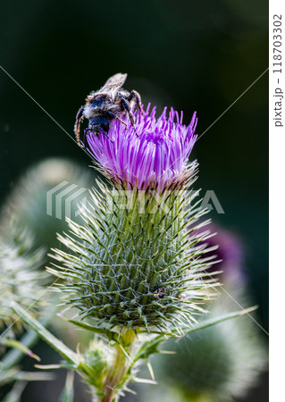 Vertical photo of blooming milk thistle. Vertical photo of blooming milk thistle. 118703302