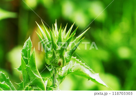 Green unopened bud of the Milk Thistle plant, macro photo. 118703303