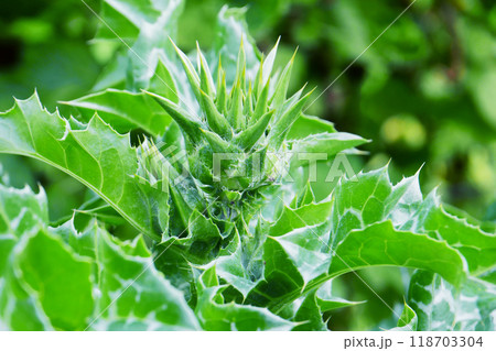 Close-up of prickly green thistle buds. 118703304