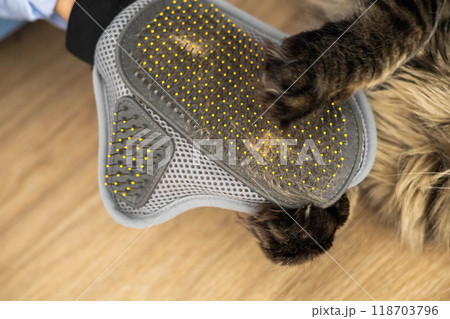 Closeup of woman combing fur Maine Coon cat with brush on the floor. Closeup of woman combing fur Maine Coon cat with brush on the floor. 118703796