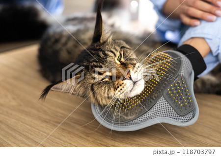 Closeup of woman combing fur Maine Coon cat with brush on the floor. Female taking care of pet Closeup of woman combing fur Maine Coon cat with brush on the floor. Female taking care of pet 118703797