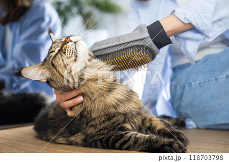 Closeup of woman combing fur Maine Coon cat with brush on the floor. Female taking care of pet 118703798