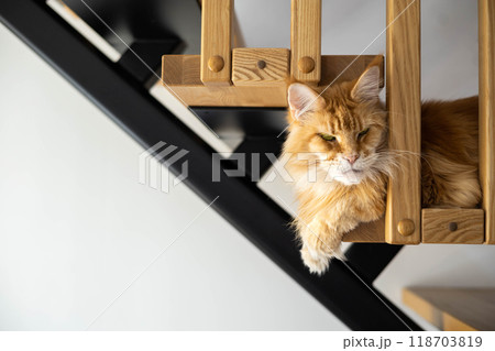 A large red, well-groomed, beautiful tabby cat with a fluffy tail of the Maine Coon breed sits A large red, well-groomed, beautiful tabby cat with a fluffy tail of the Maine Coon breed sits 118703819