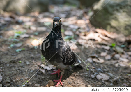 ハト 118703969