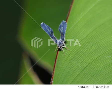 long-winged planthopper on edge of leaf long-winged planthopper on edge of leaf 118704106
