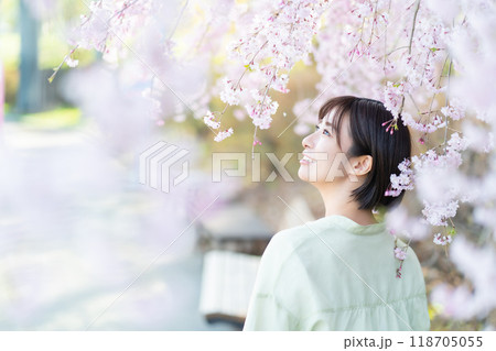桜に触れる女性　桜の花を見る女性　桜を愛でる女性 118705055