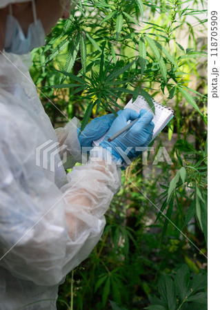 A researcher is documenting the growth of plants in a controlled environment for accuracy A researcher is documenting the growth of plants in a controlled environment for accuracy 118705909